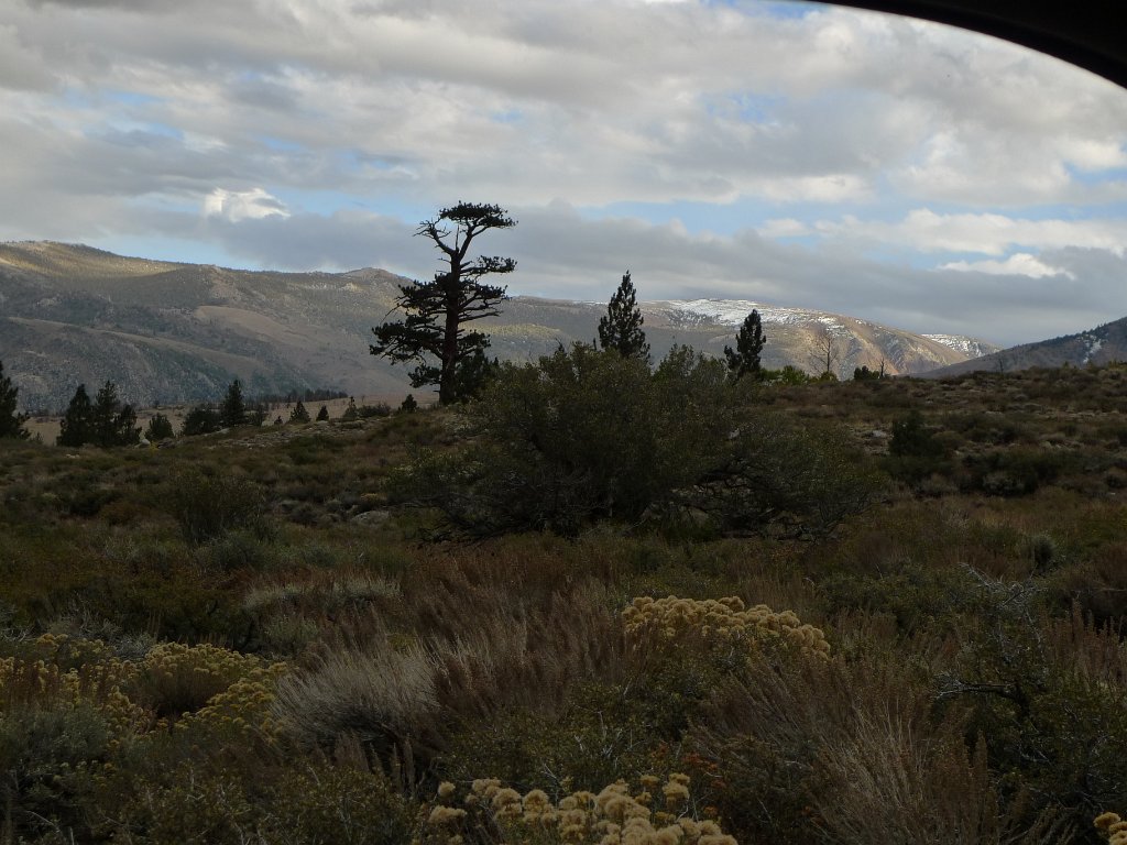California-Fall2010 408.JPG - I knew we were on the right road to a spot that we remembered from 6 years ago once I spotted this tree. I can't remember most useful things in life, but I can recognize a  tree after many years, and get totally excited about seing it again.